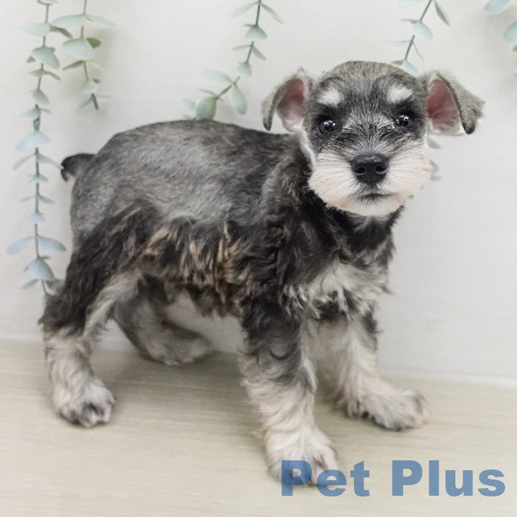神奈川県のミニチュアシュナウザー (ペッツワン 小田原店/2026年2月13日生まれ/女の子/ソルトペッパー)の子犬の2枚目の画像