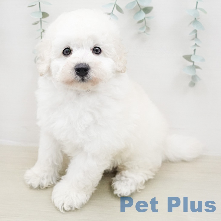 神奈川県のトイプードル(トイ) (ペッツワン 小田原店/2026年2月13日生まれ/男の子/ホワイト)の子犬の1枚目の画像
