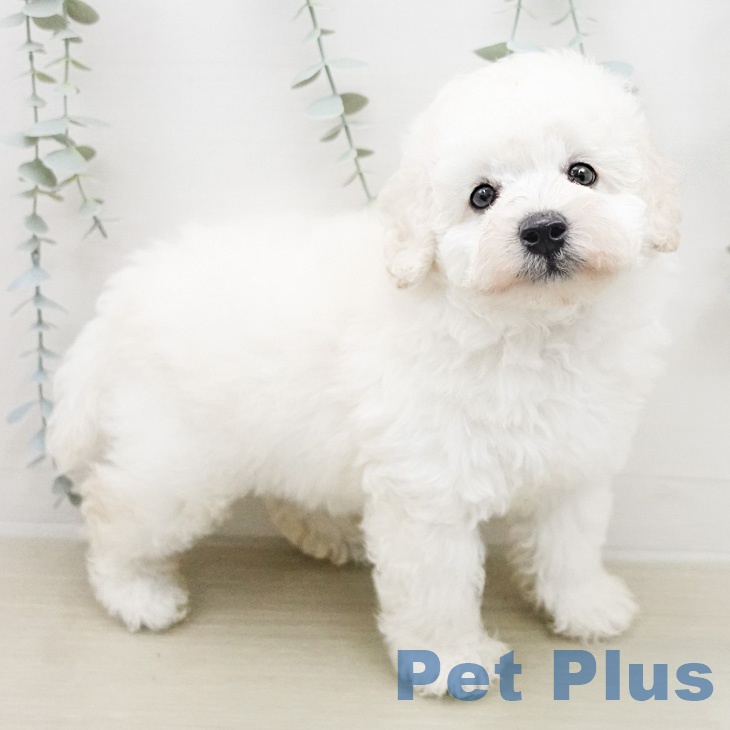 神奈川県のトイプードル(トイ) (ペッツワン 小田原店/2026年2月13日生まれ/男の子/ホワイト)の子犬の2枚目の画像
