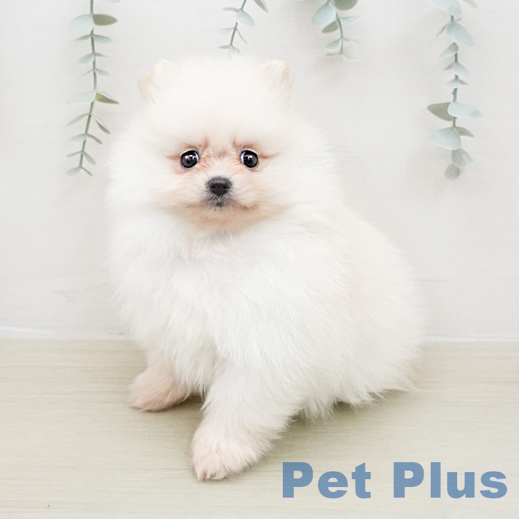 宮城県のポメラニアン (ペットプラス 名取店/2026年2月13日生まれ/女の子/クリーム)の子犬の1枚目の画像