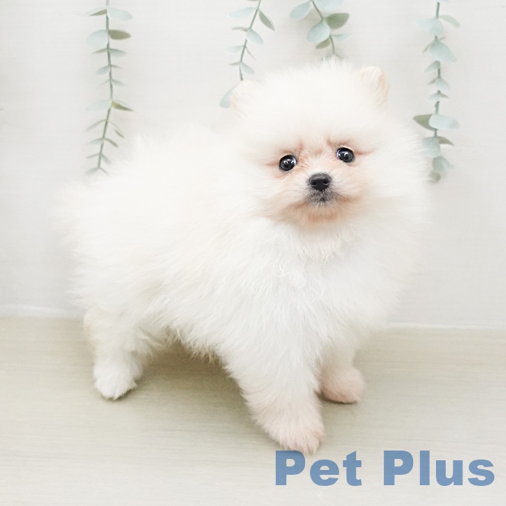 宮城県のポメラニアン (ペットプラス 名取店/2026年2月13日生まれ/女の子/クリーム)の子犬の2枚目の画像