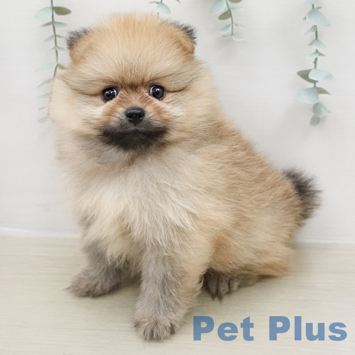 神奈川県のポメラニアン (ペッツワン 小田原店/2026年2月13日生まれ/男の子/オレンジ)の子犬の1枚目の画像
