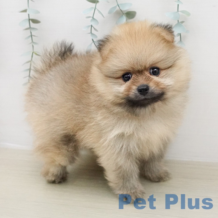 神奈川県のポメラニアン (ペッツワン 小田原店/2026年2月13日生まれ/男の子/オレンジ)の子犬の2枚目の画像