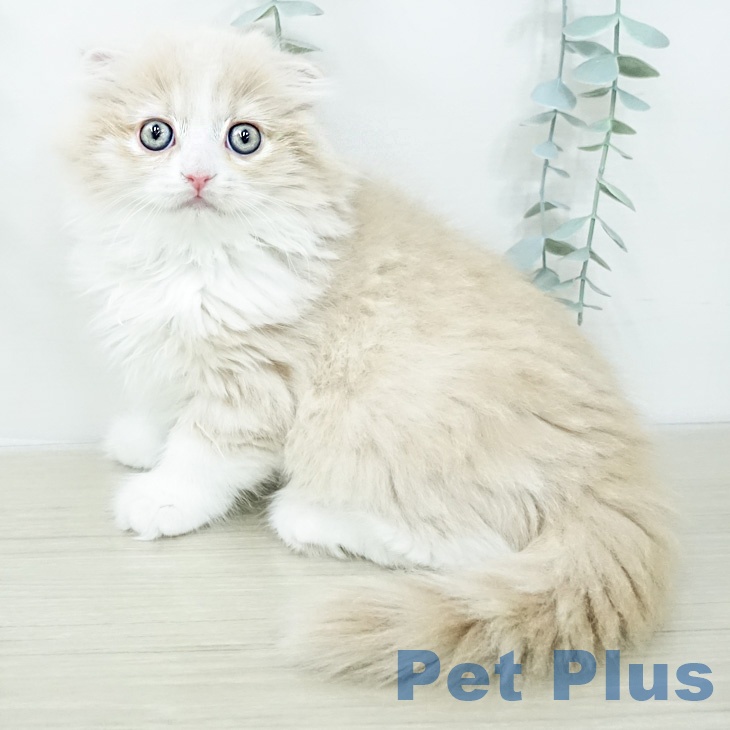 スコティッシュフォールド