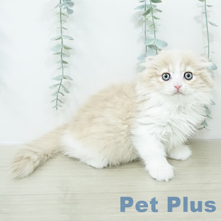 スコティッシュフォールドの写真2