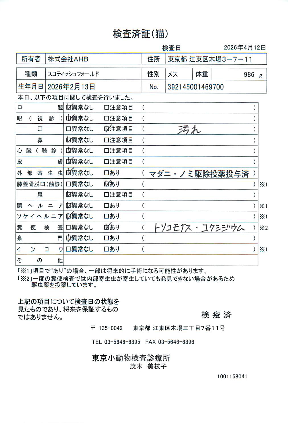 スコティッシュフォールド