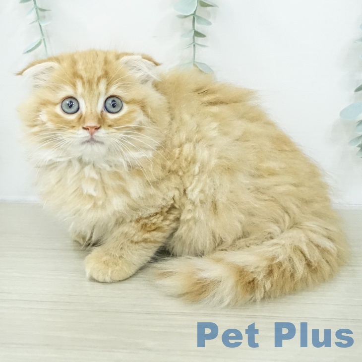 神奈川県のスコティッシュフォールド (ペッツワン 小田原店/2026年2月13日生まれ/男の子/レッドタビー)の子猫の1枚目の画像