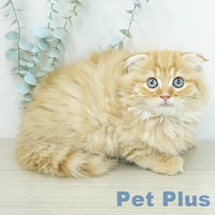 神奈川県のスコティッシュフォールド (ペッツワン 小田原店/2026年2月13日生まれ/男の子/レッドタビー)の子猫の2枚目の画像