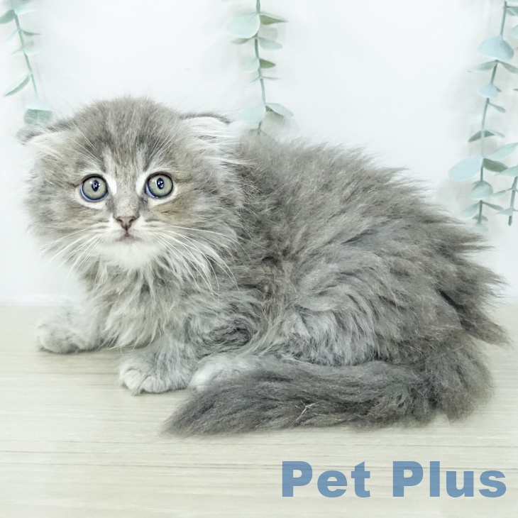 スコティッシュフォールドの写真2