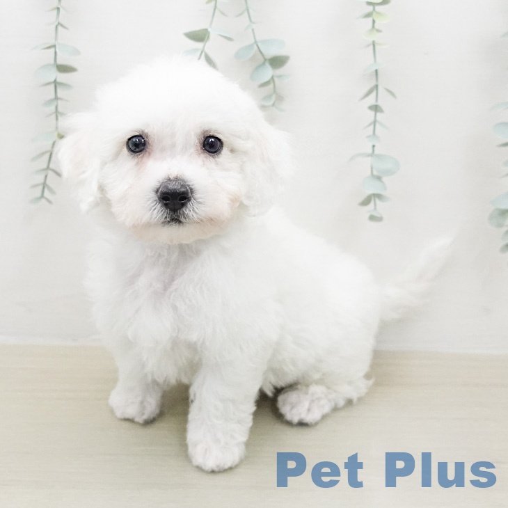 ビション・フリーゼの写真2