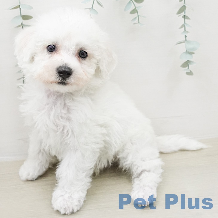 ビション・フリーゼの写真2