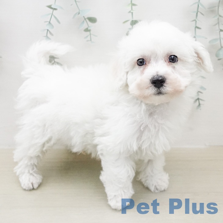 ビション・フリーゼの写真2