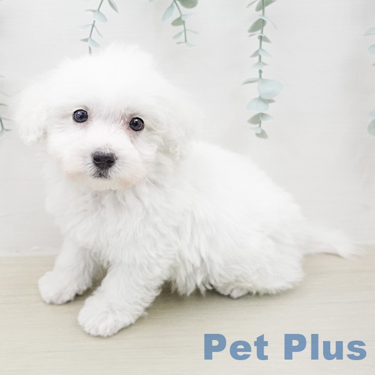 ビション・フリーゼ