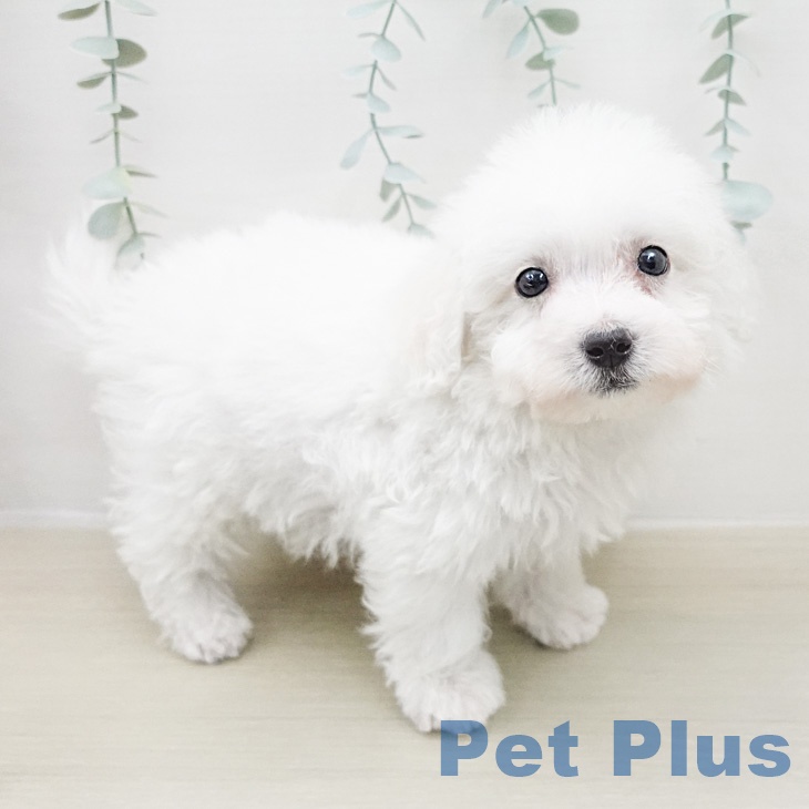 ビション・フリーゼの写真2