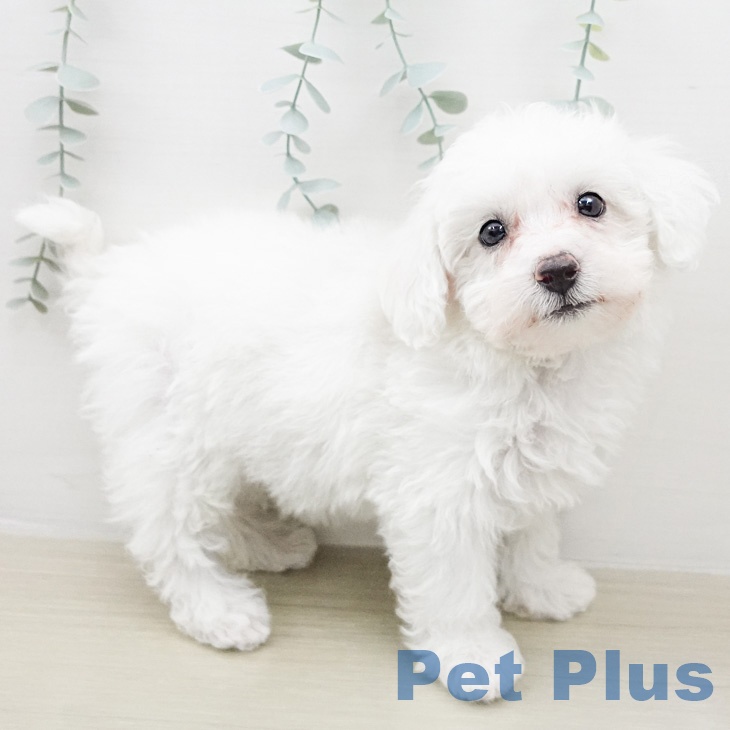 ビション・フリーゼ