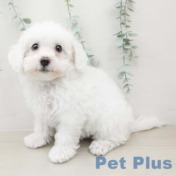 ビション・フリーゼの写真2