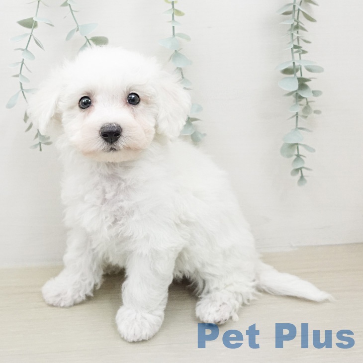 ビション・フリーゼ