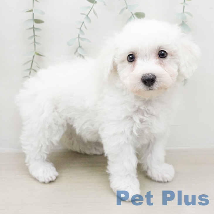 ビション・フリーゼ