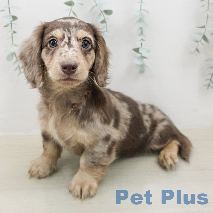 ミニチュア・ダックスフンドの写真2