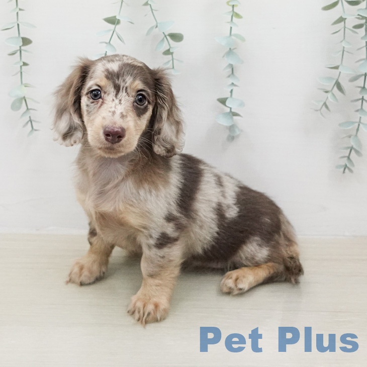 ミニチュア・ダックスフンド