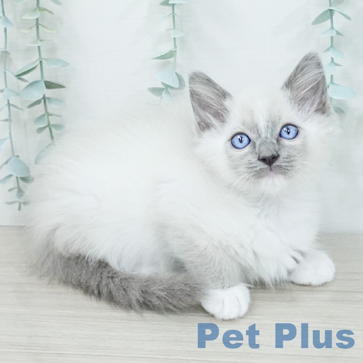 埼玉県のラグドール (ペッツワン 浦和美園店/2026年2月13日生まれ/男の子/ブルーポイントミテッド)の子猫の1枚目の画像