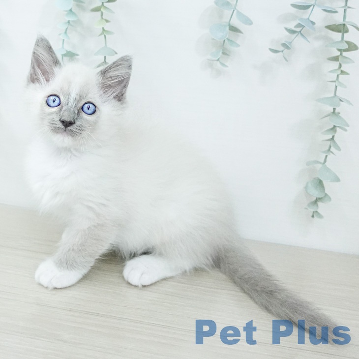 埼玉県のラグドール (ペッツワン 浦和美園店/2026年2月13日生まれ/男の子/ブルーポイントミテッド)の子猫の2枚目の画像