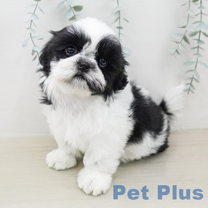 シー・ズーの写真2