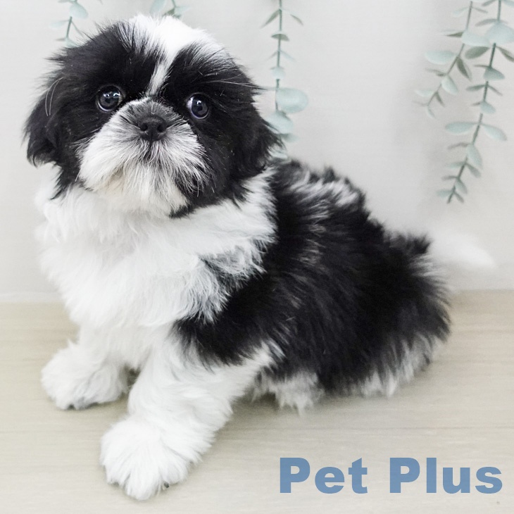 シー・ズーの写真2