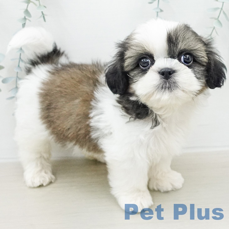 シー・ズーの写真2