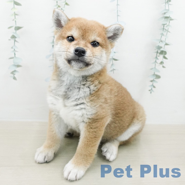 神奈川県の柴犬(標準サイズ) (ペッツワン 小田原店/2026年2月14日生まれ/男の子/赤)の子犬の1枚目の画像