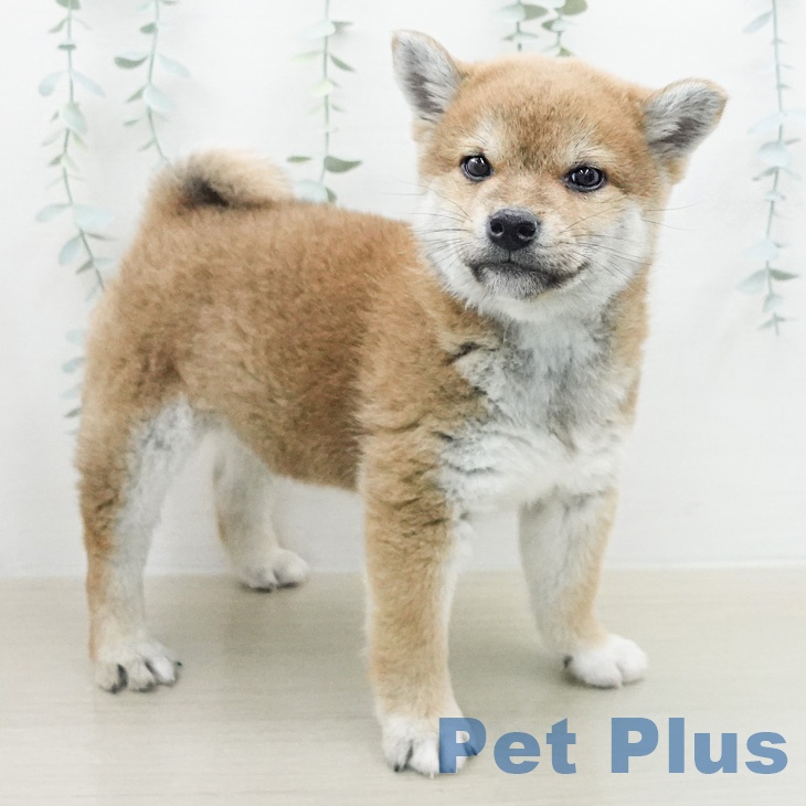 神奈川県の柴犬(標準サイズ) (ペッツワン 小田原店/2026年2月14日生まれ/男の子/赤)の子犬の2枚目の画像