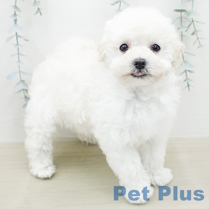 トイ・プードル