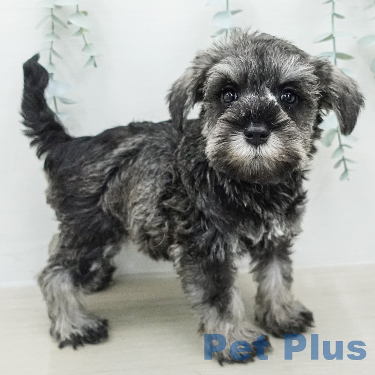 埼玉県のミニチュアシュナウザー (ペットプラス イオンモール春日部店/2026年2月14日生まれ/女の子/ソルトペッパー)の子犬の1枚目の画像