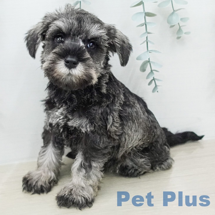 埼玉県のミニチュアシュナウザー (ペットプラス イオンモール春日部店/2026年2月14日生まれ/女の子/ソルトペッパー)の子犬の2枚目の画像