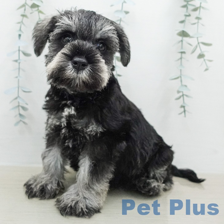 ミニチュア・シュナウザー