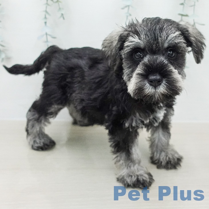 ミニチュア・シュナウザーの写真2