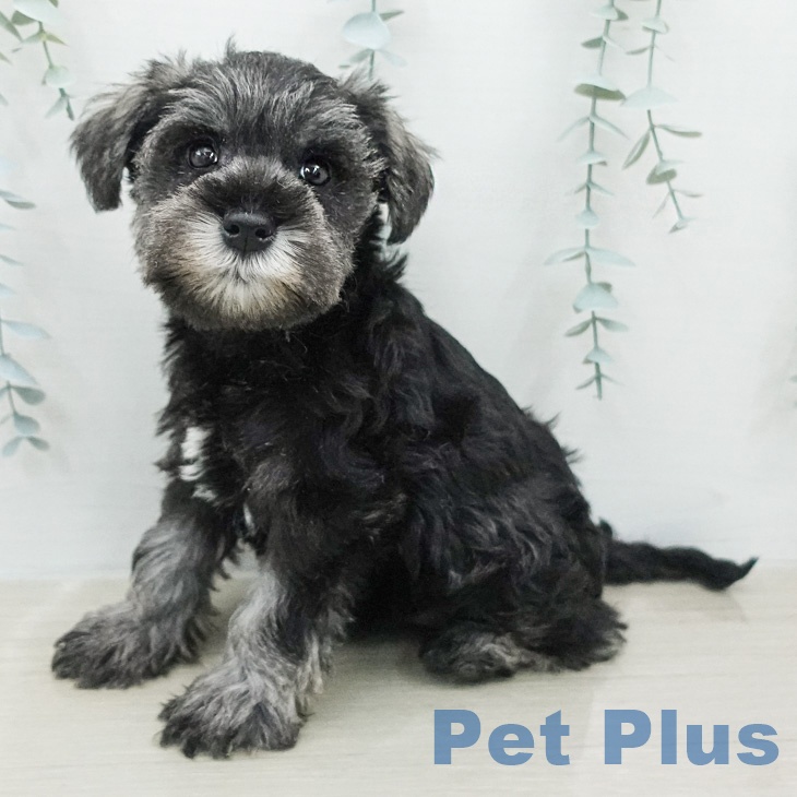 ミニチュア・シュナウザー