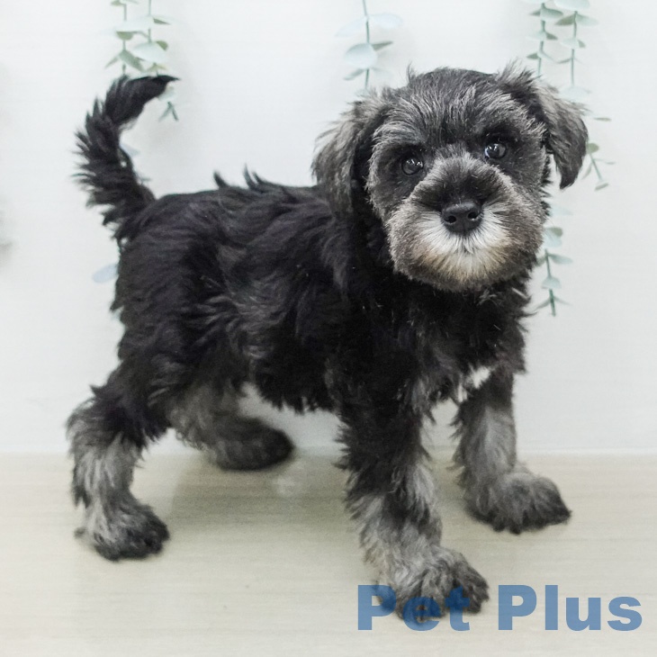 ミニチュア・シュナウザーの写真2