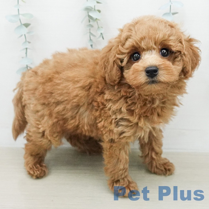 トイ・プードル