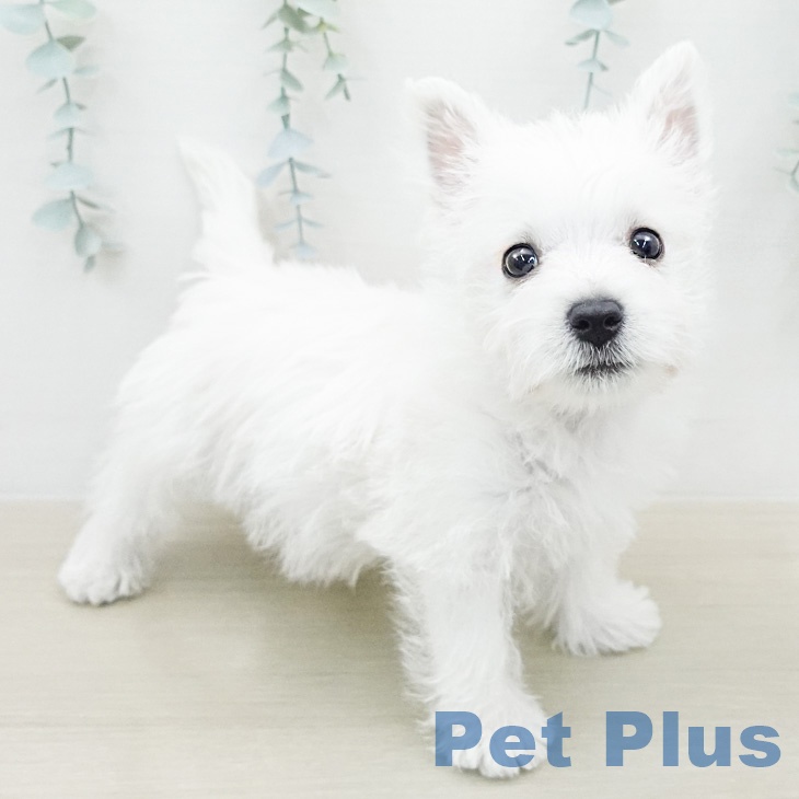 ウエスト・ハイランド・ホワイト・テリア