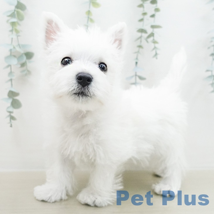 ウエスト・ハイランド・ホワイト・テリアの写真2