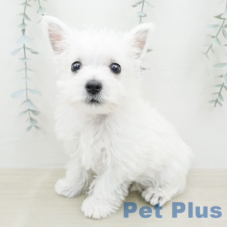 ウエスト・ハイランド・ホワイト・テリア