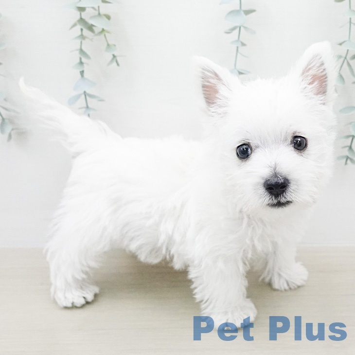 ウエスト・ハイランド・ホワイト・テリアの写真2