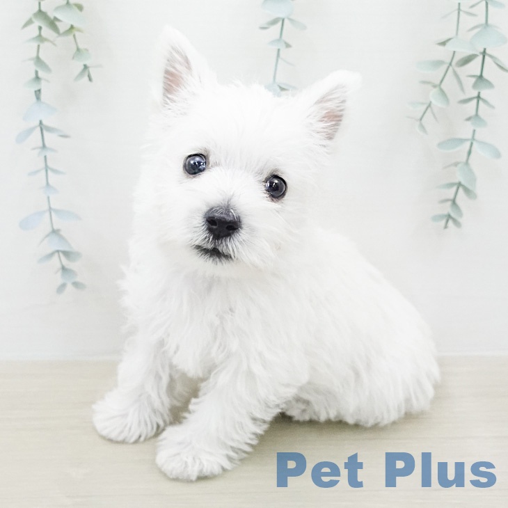 ウエスト・ハイランド・ホワイト・テリア