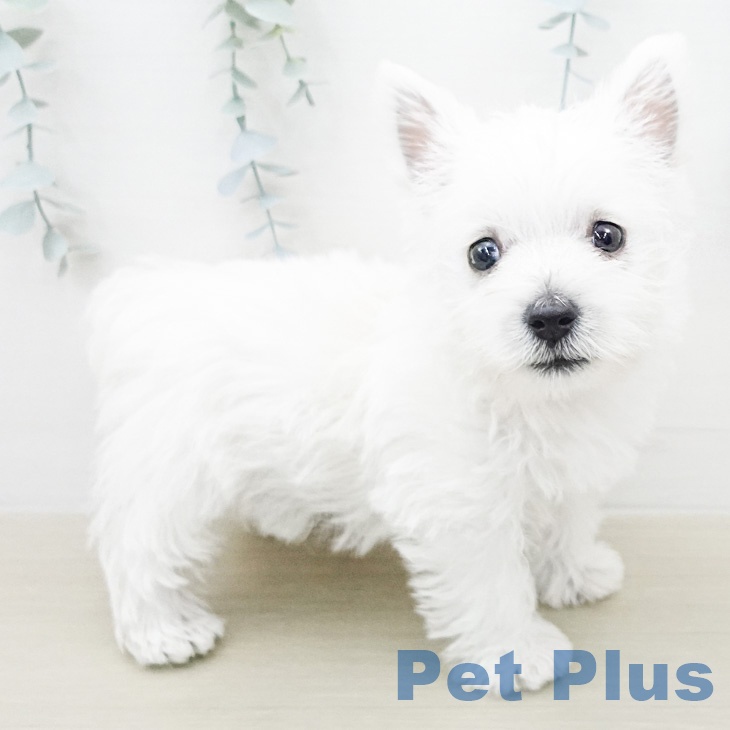 ウエスト・ハイランド・ホワイト・テリアの写真2