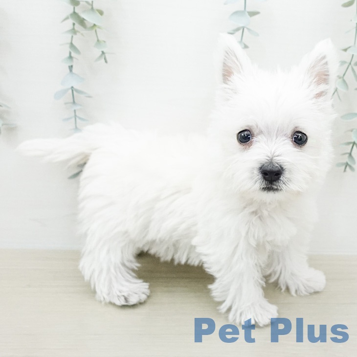 ウエスト・ハイランド・ホワイト・テリア