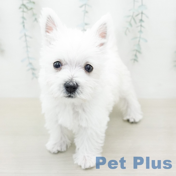 ウエスト・ハイランド・ホワイト・テリア