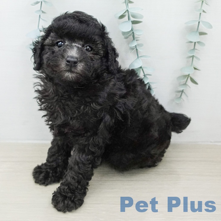 トイ・プードル