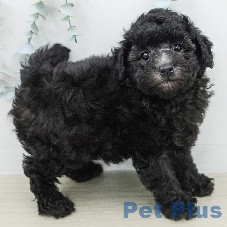 トイ・プードル