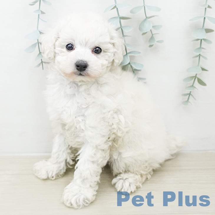 トイ・プードル